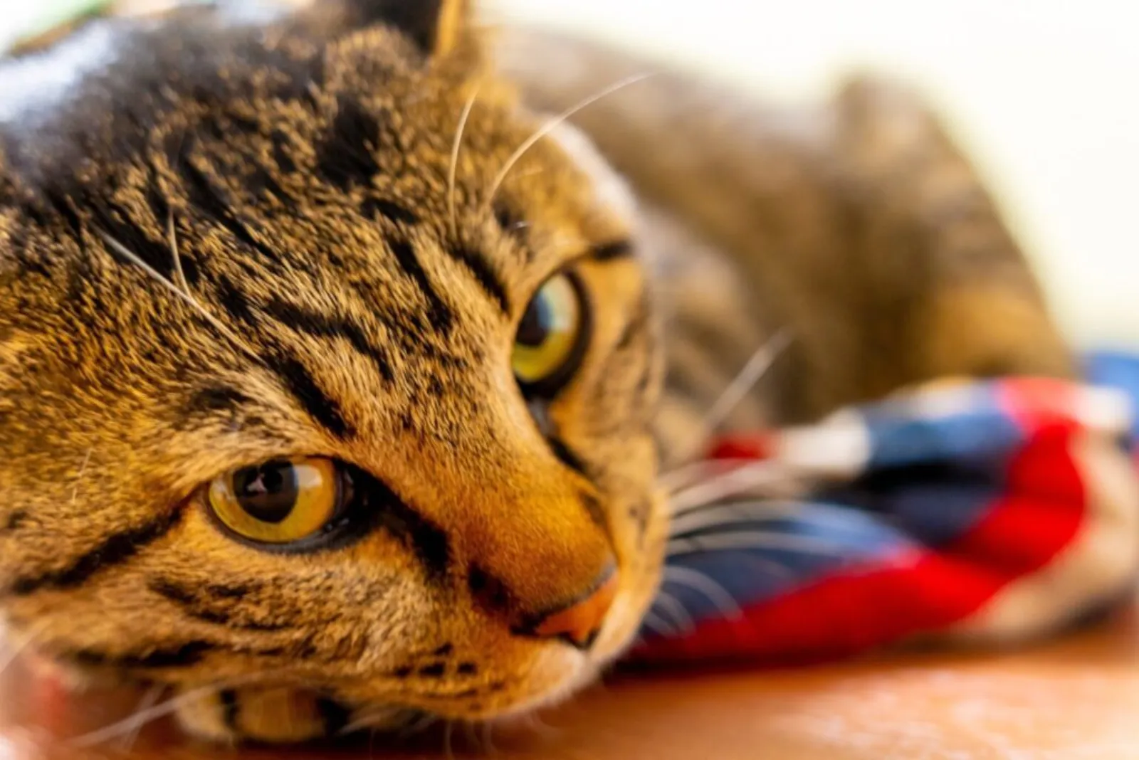 Rescue cat cafe Atelier Takana-sensei Kawaguchiko